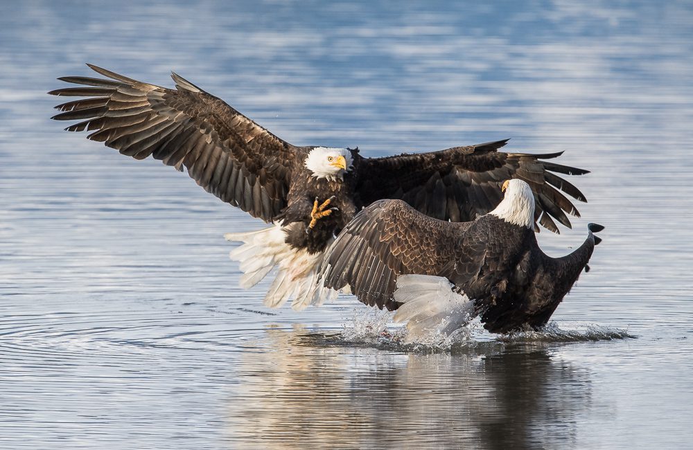 Alaska Bald Eagles Photo Workshop Alaska Bald Eagles Photo Workshop