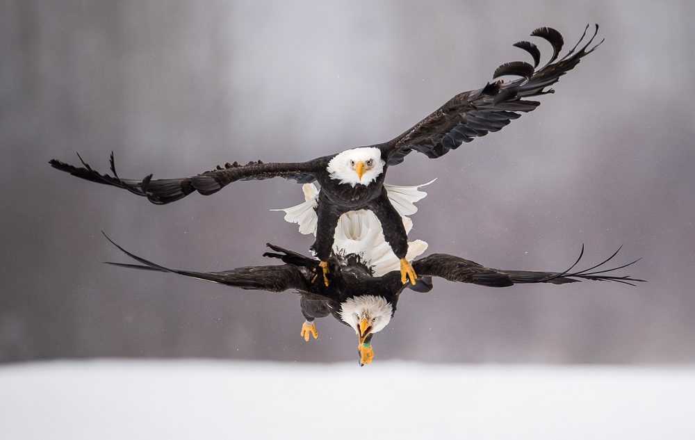 Alaska Bald Eagles Photo Workshop