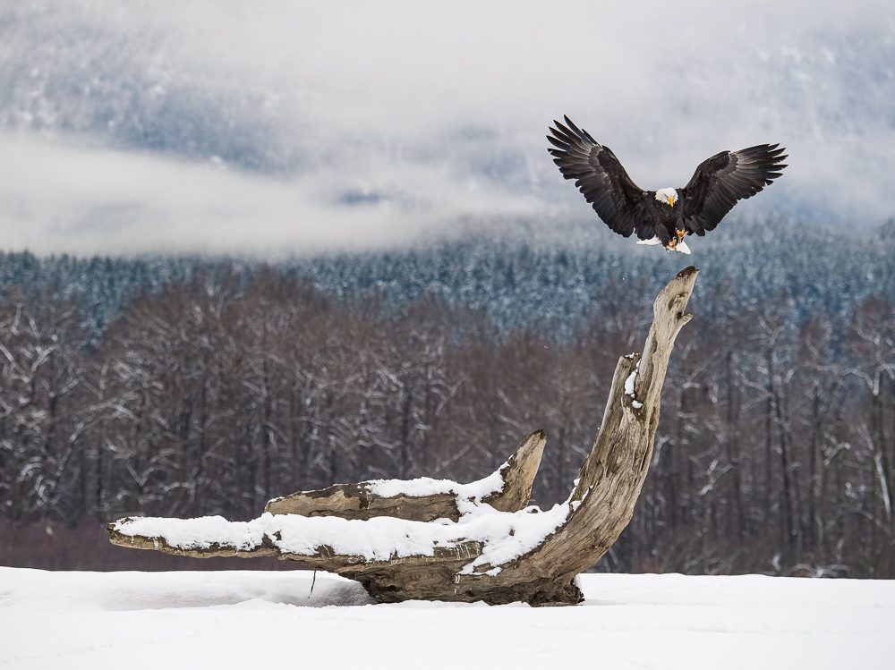 Alaska Bald Eagles Photo Workshop Alaska Bald Eagles Photo Workshop