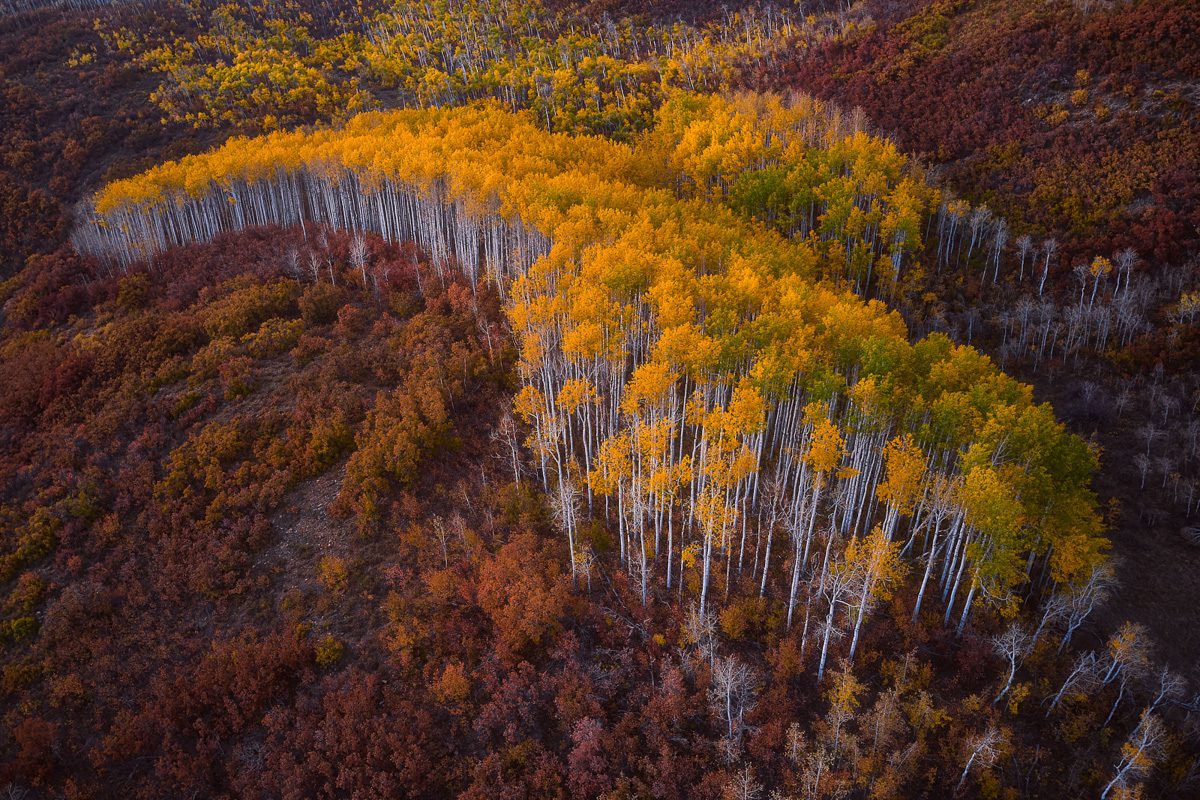 Colorado Fall Colors Photo Workshop