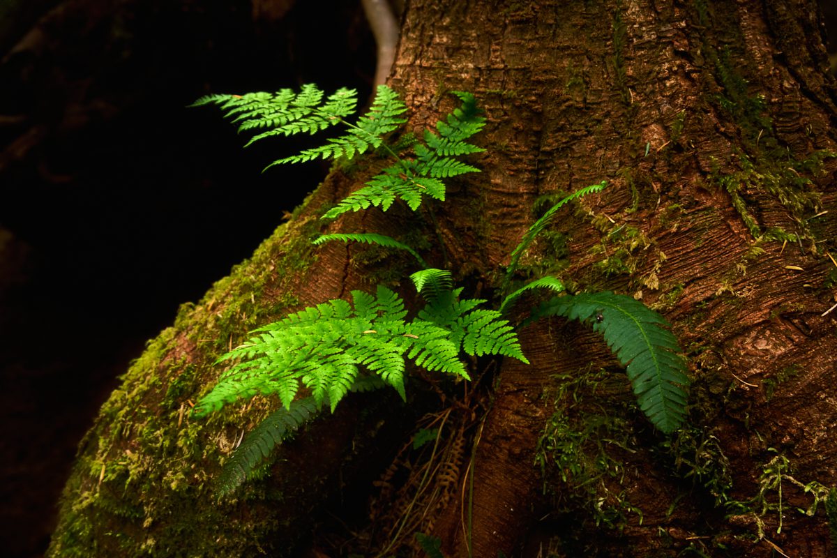 Vancouver Island Photo Workshop Vancouver Island Photo Workshop