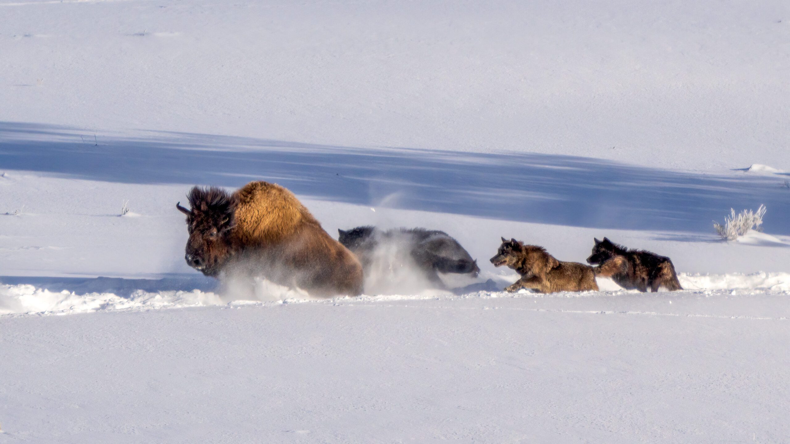 Wolf Bison Takedown Yellowstone David Swindler