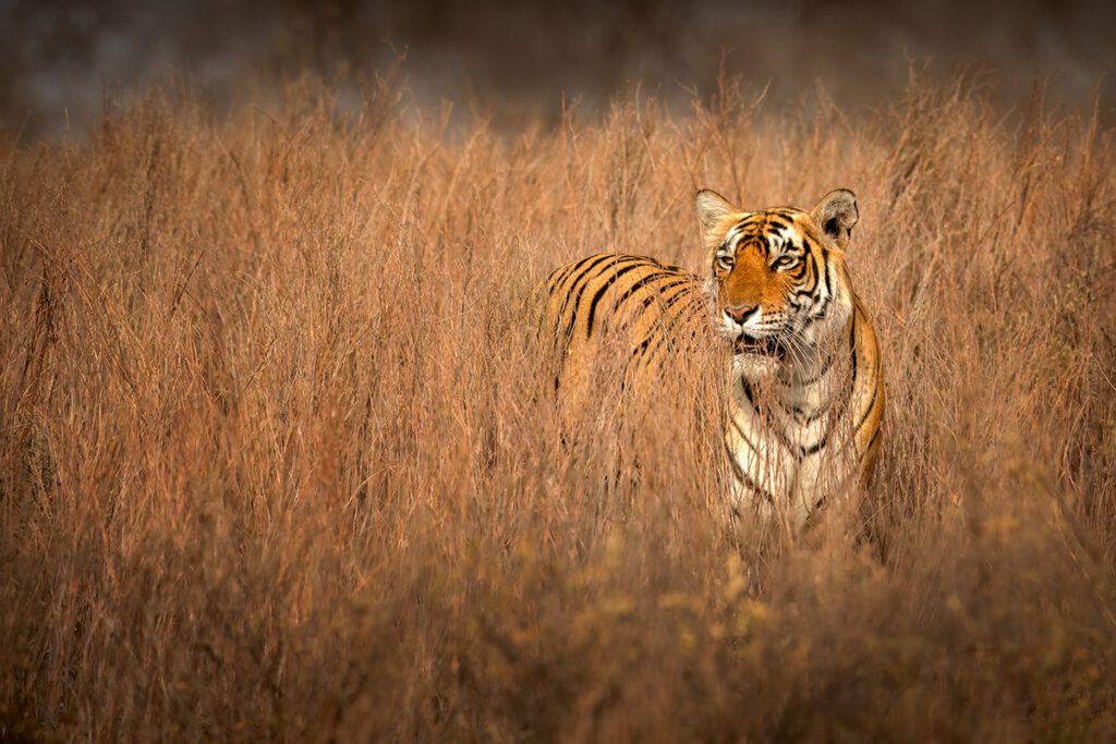 Wild Tigers India Safari