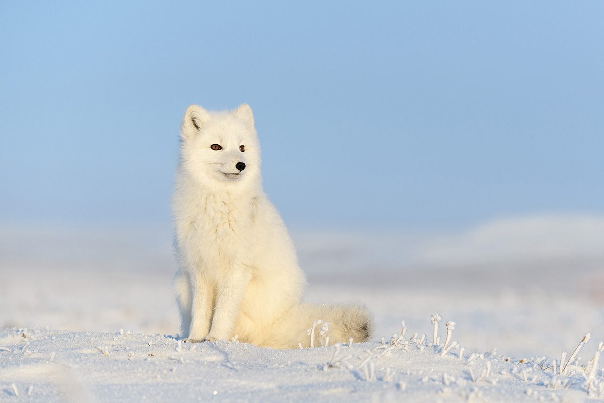 Arctic Wildlife Photo Workshop Arctic Fox
