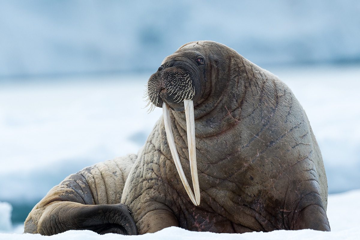 Arctic Wildlife Photo Workshop Walrus