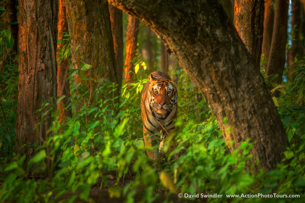 India Tigers and Leopards Safari Workshop