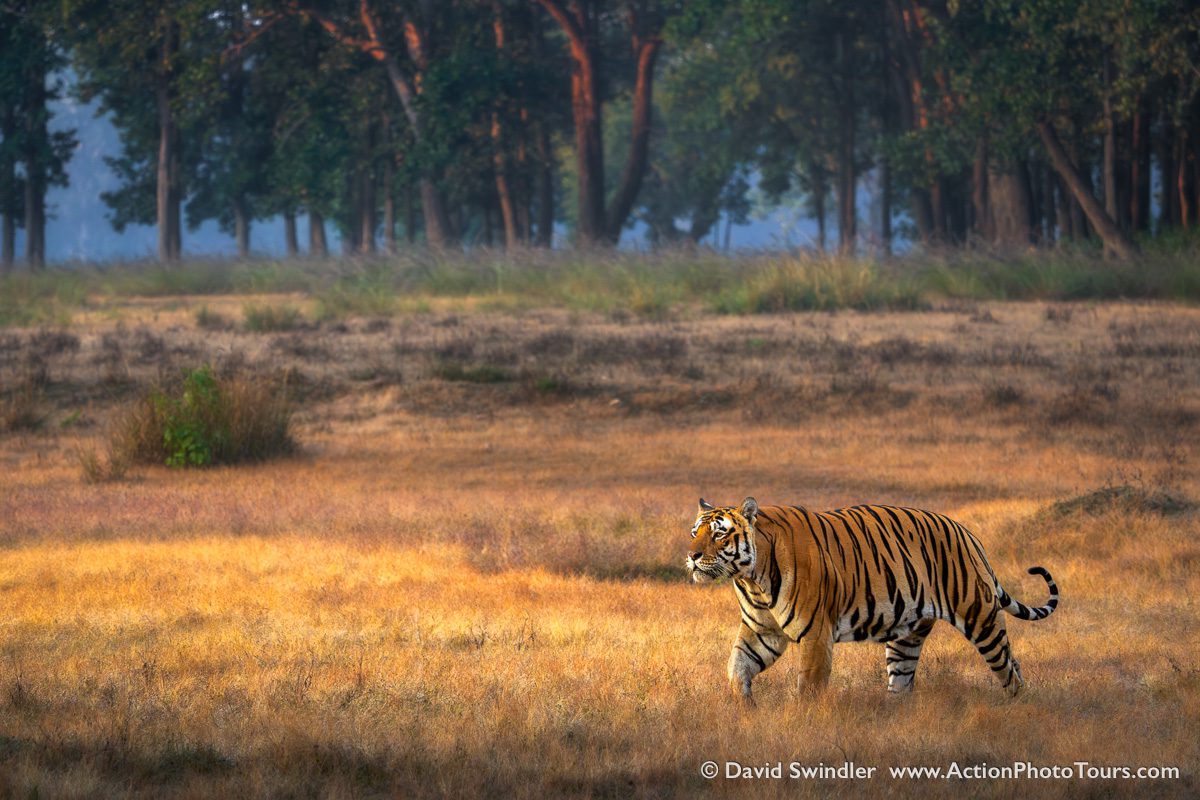 India Tigers and Leopards Safari Workshop