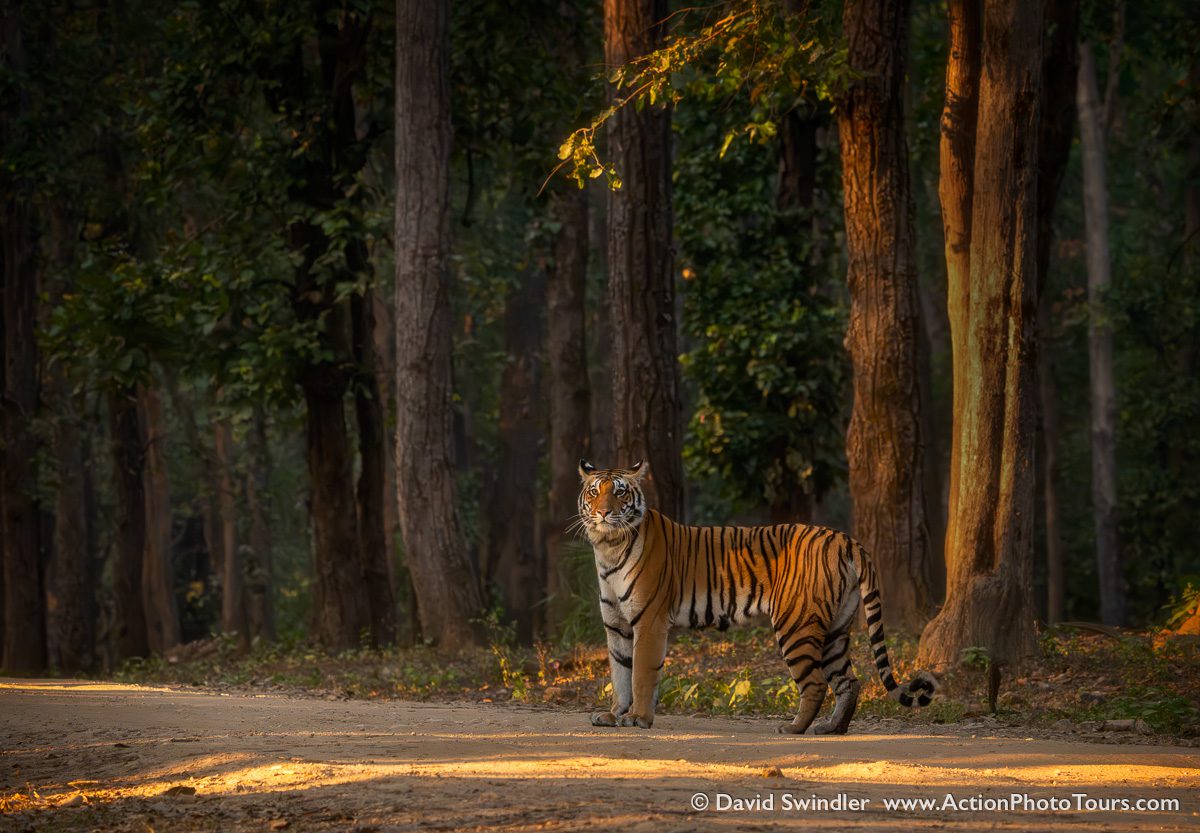 India Tigers and Leopards Safari Workshop