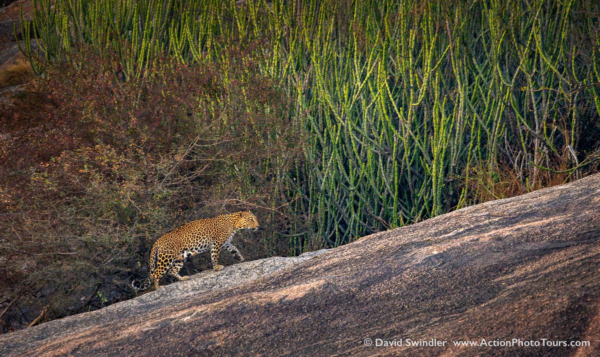 India Tigers and Leopards Safari Workshop