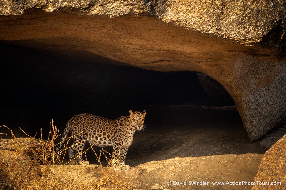 India Tigers and Leopards Safari Workshop