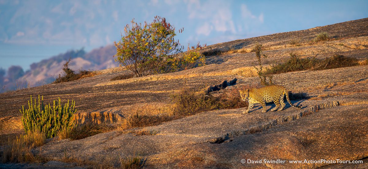 India Tigers and Leopards Safari Workshop