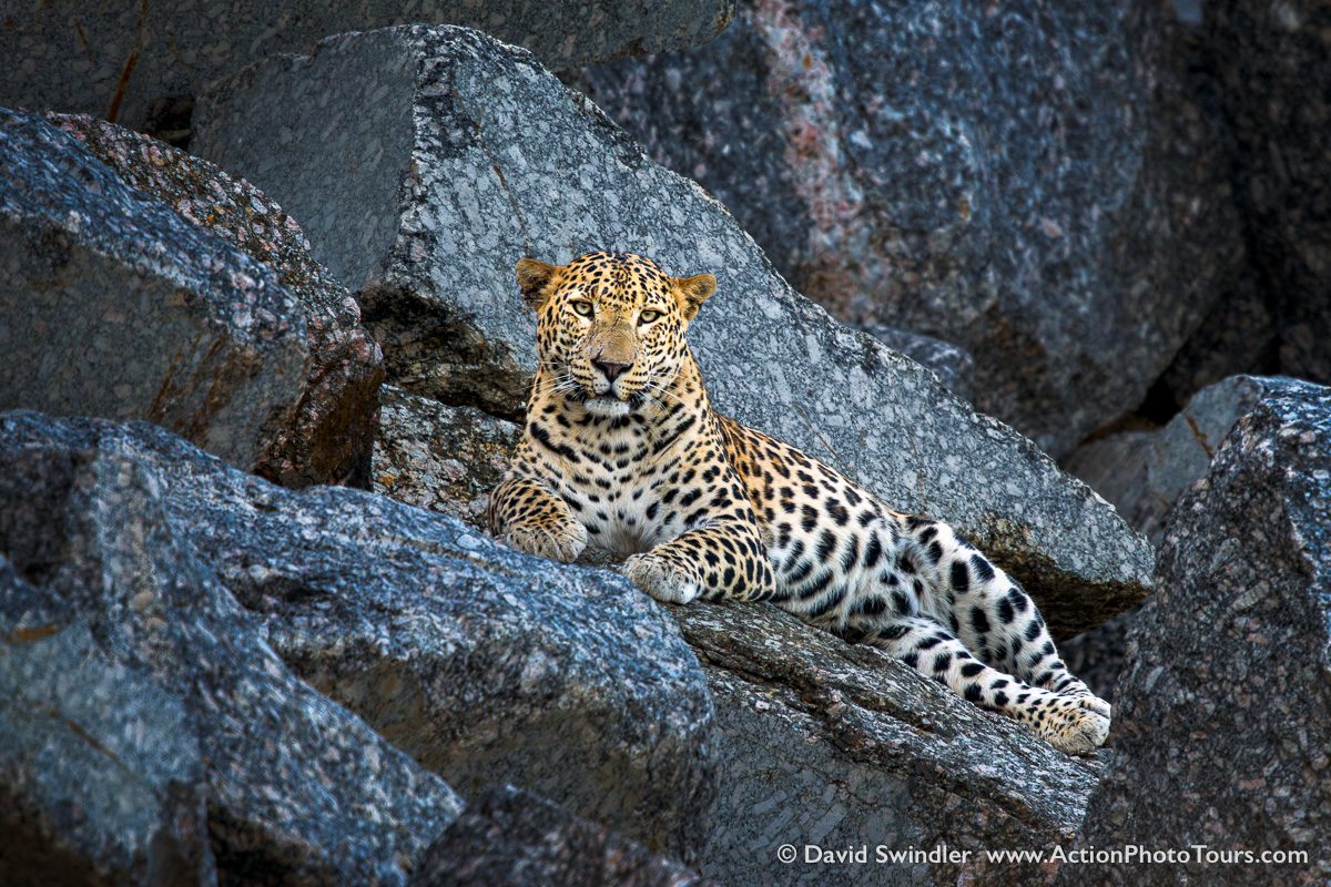 India Tigers and Leopards Safari Workshop