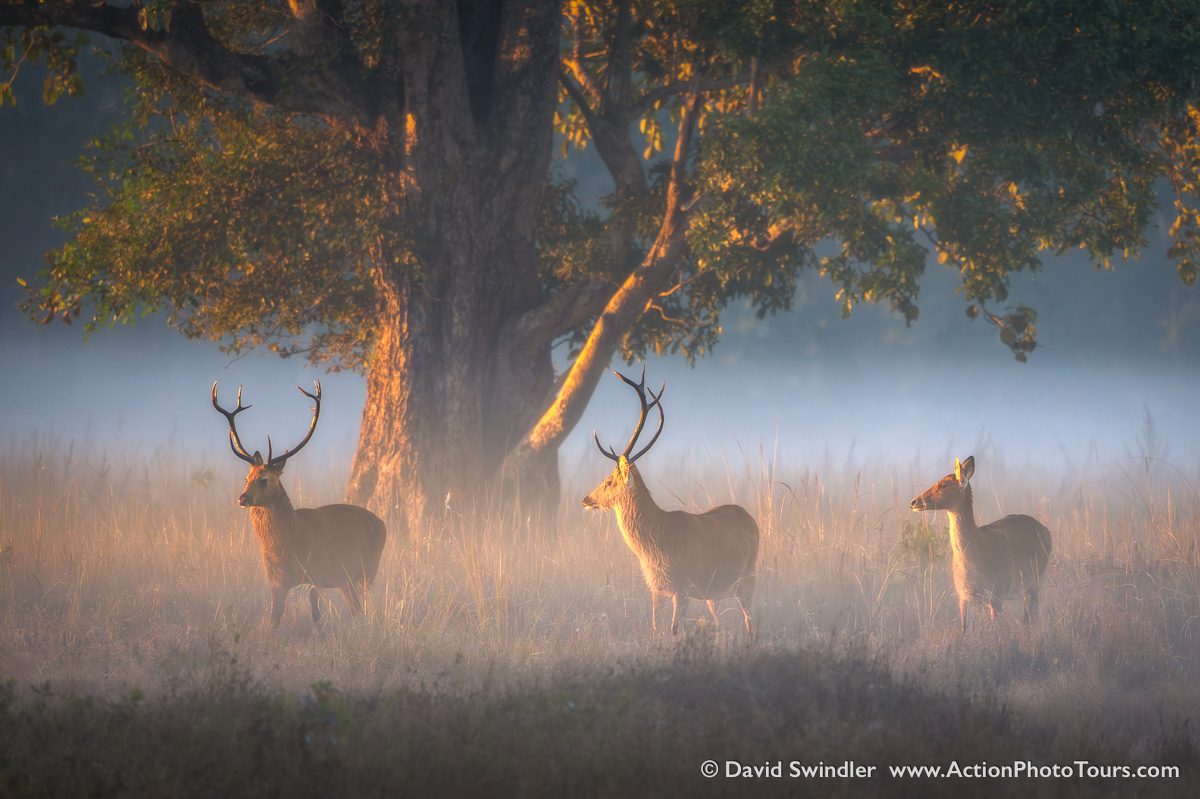 India Tigers and Leopards Safari Workshop