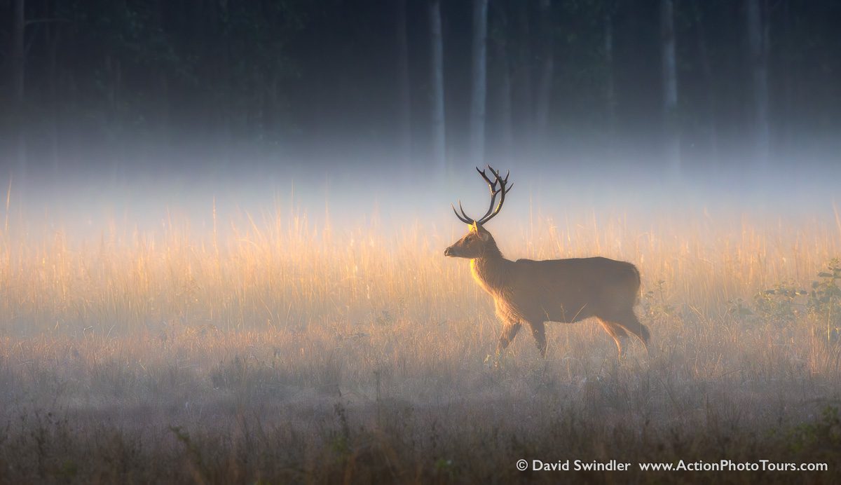 India Tigers and Leopards Safari Workshop