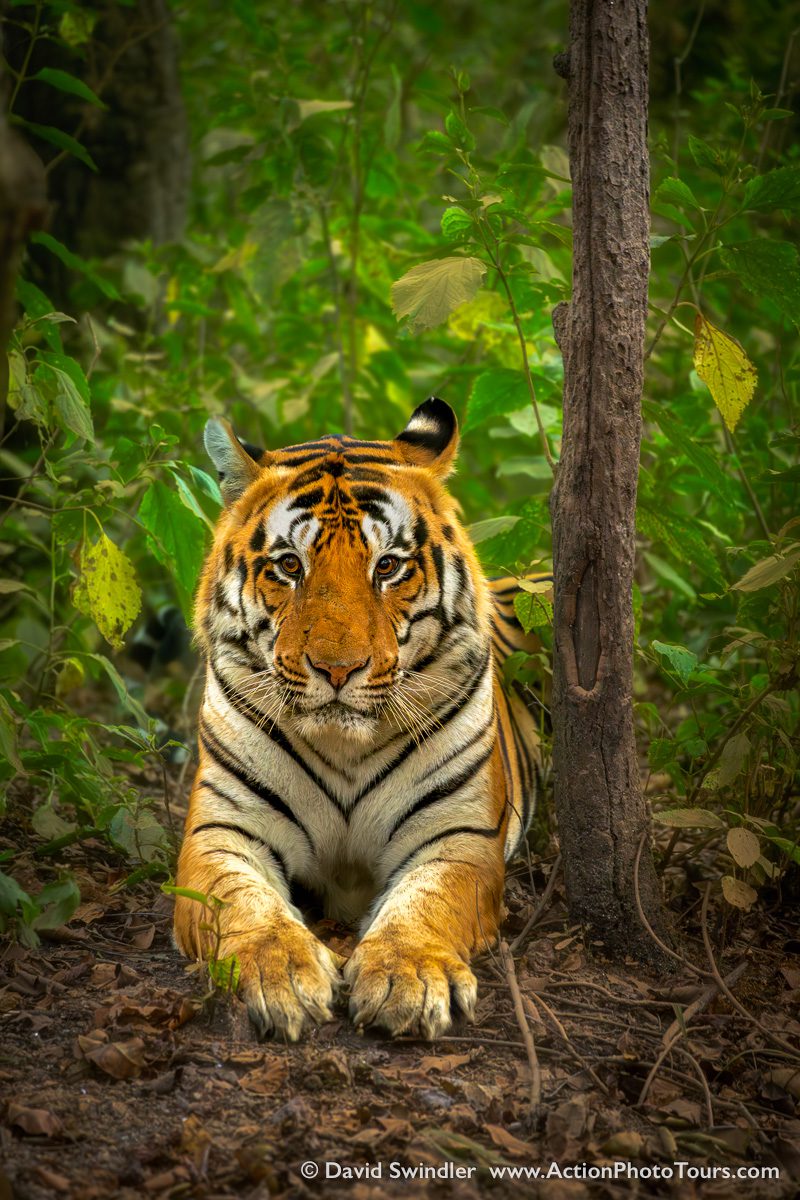 India Tigers and Leopards Safari Workshop