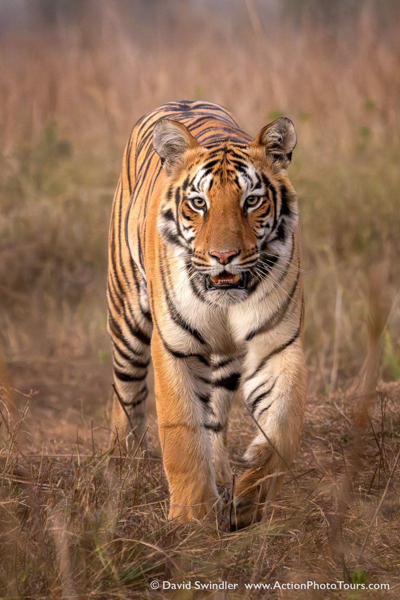 India Tigers and Leopards Photo Workshop