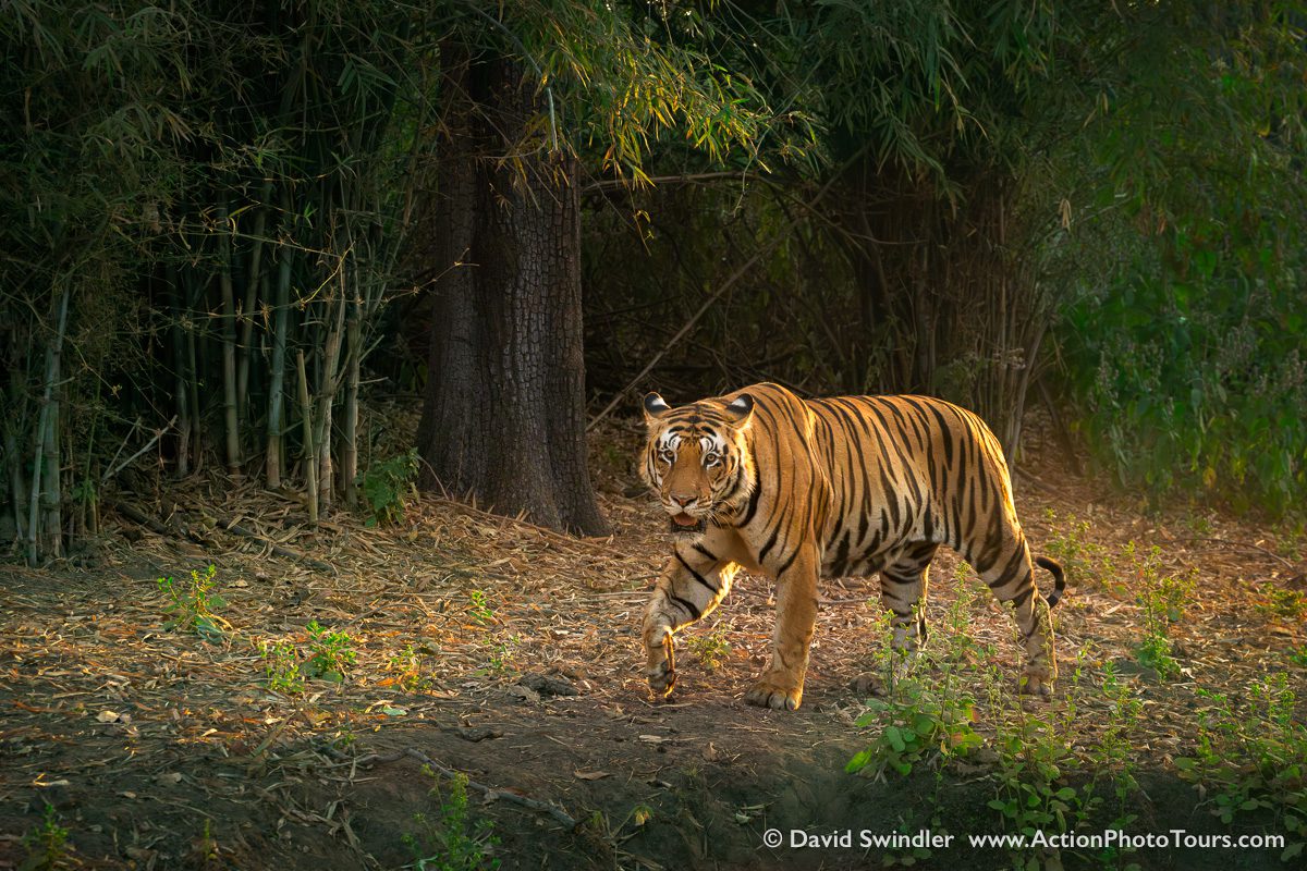 India Tigers and Leopards Photo Workshop