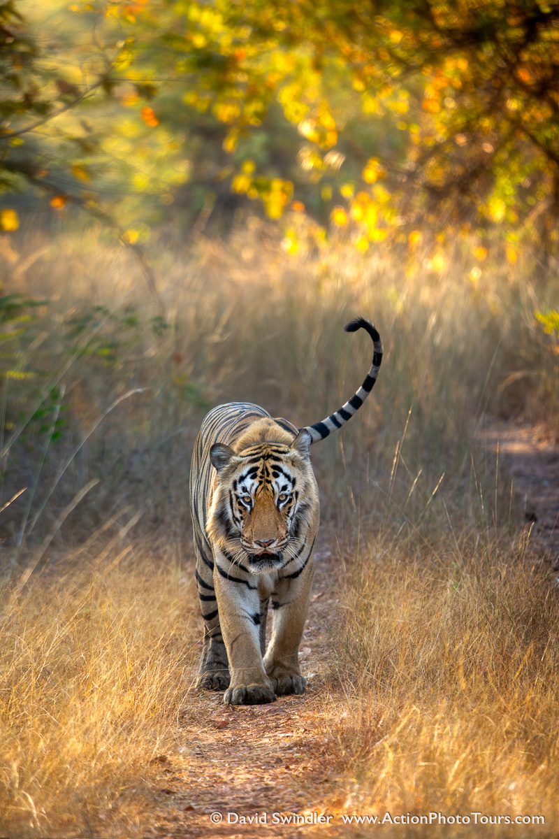 India Tigers and Leopards Photo Workshop