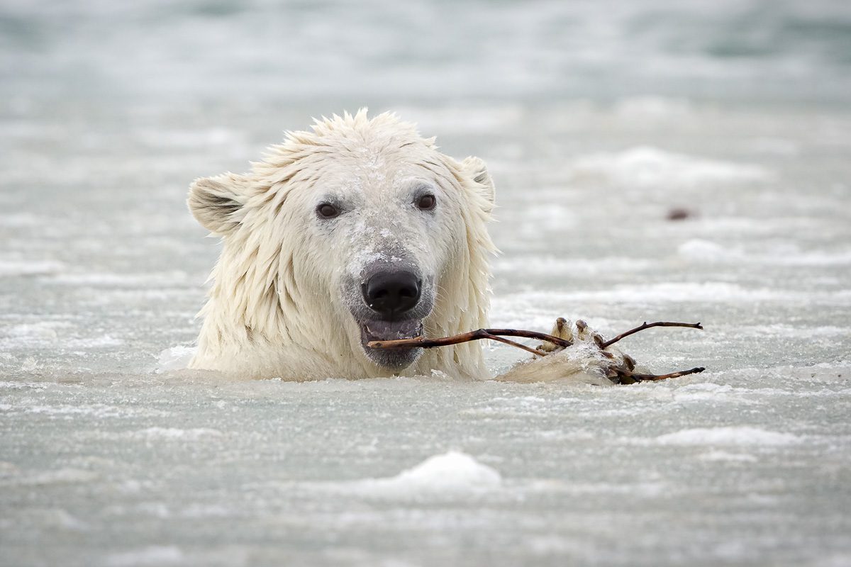 Polar Bears and Arctic Wildlife Photo Workshop