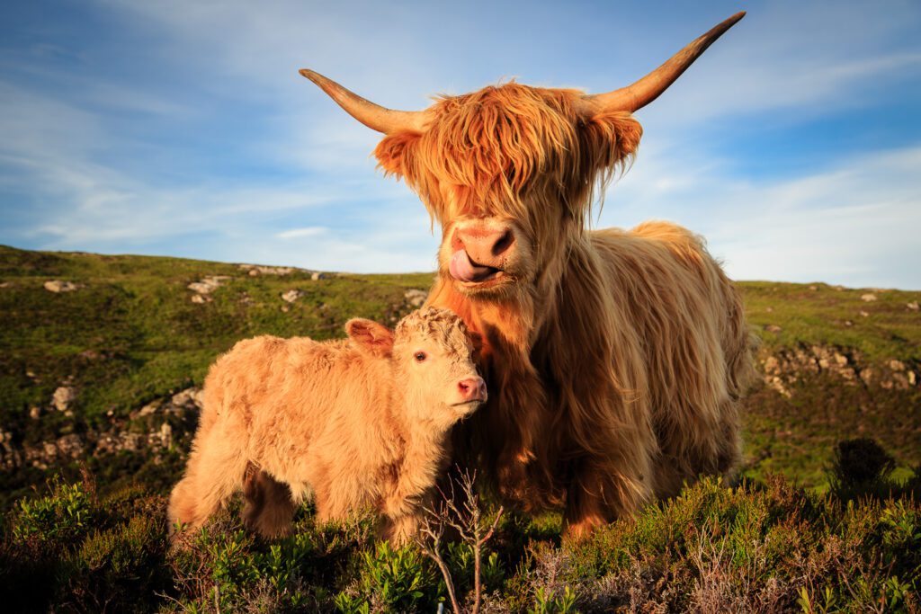 Scotland Photography