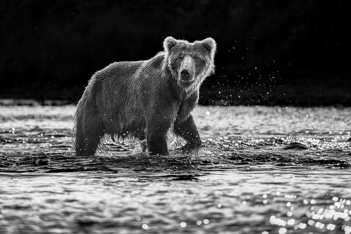 Alaska Bears and Falls Photo Workshop-3