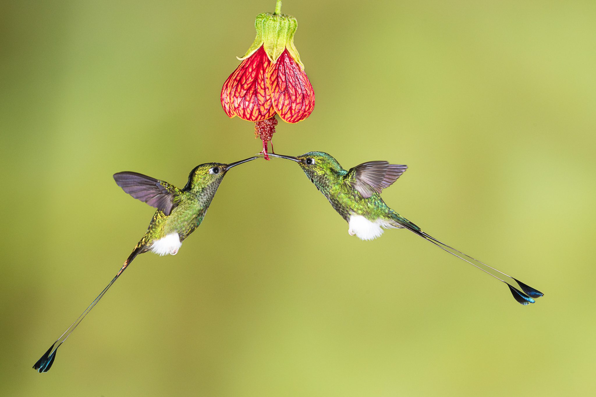 Rockstar 2025 Carl Beard