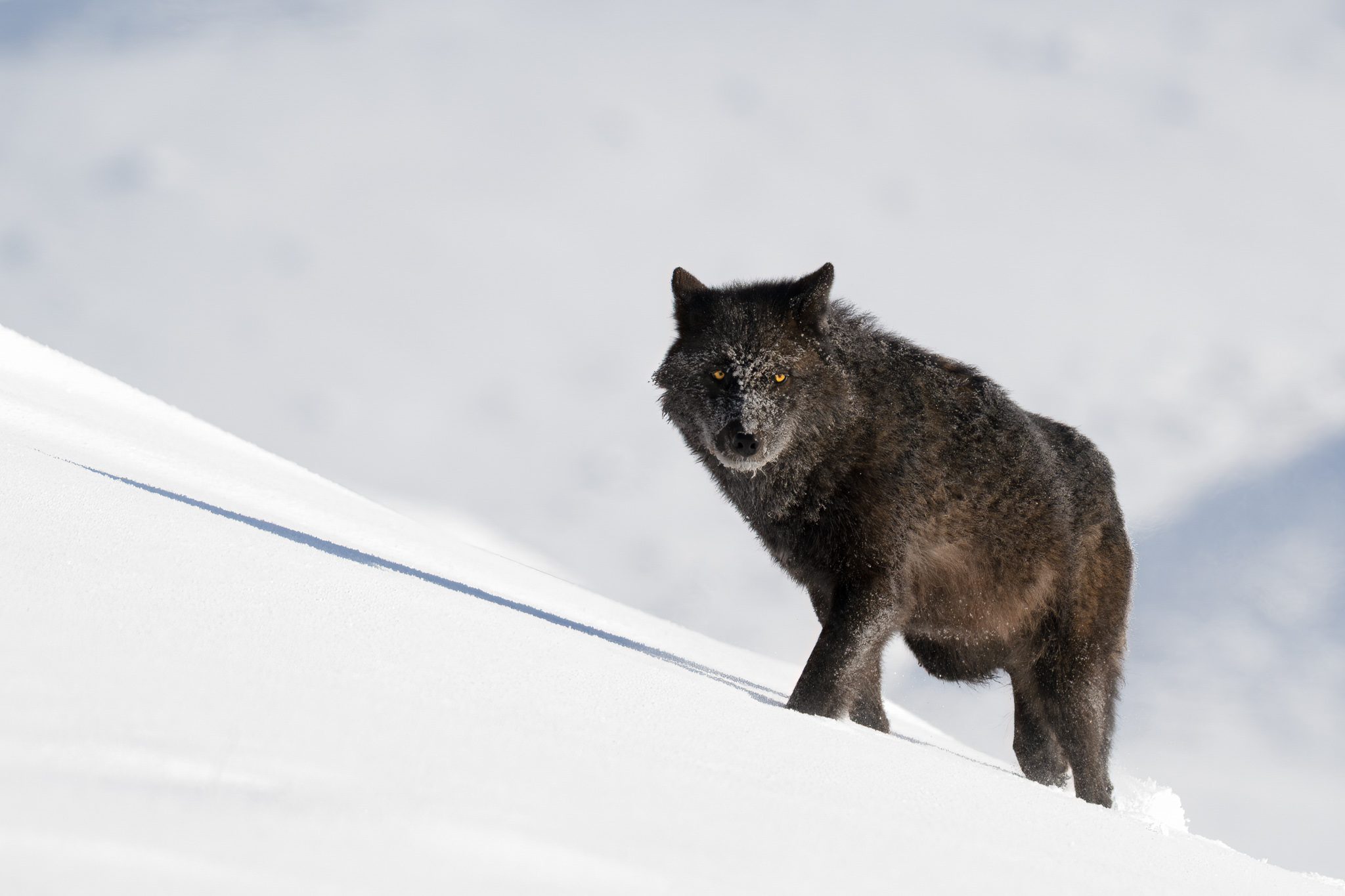 Rockstar 2025 Jamie Maciuzek