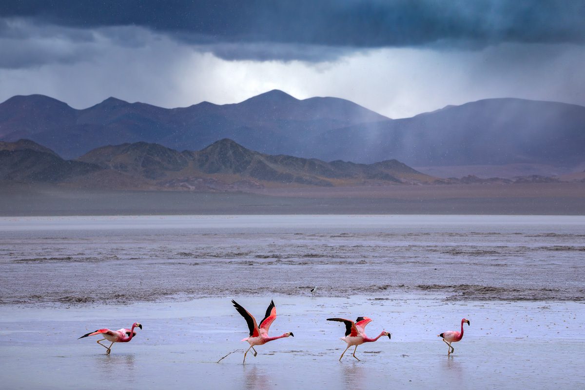 Altiplano Adventure Photo Workshop South America