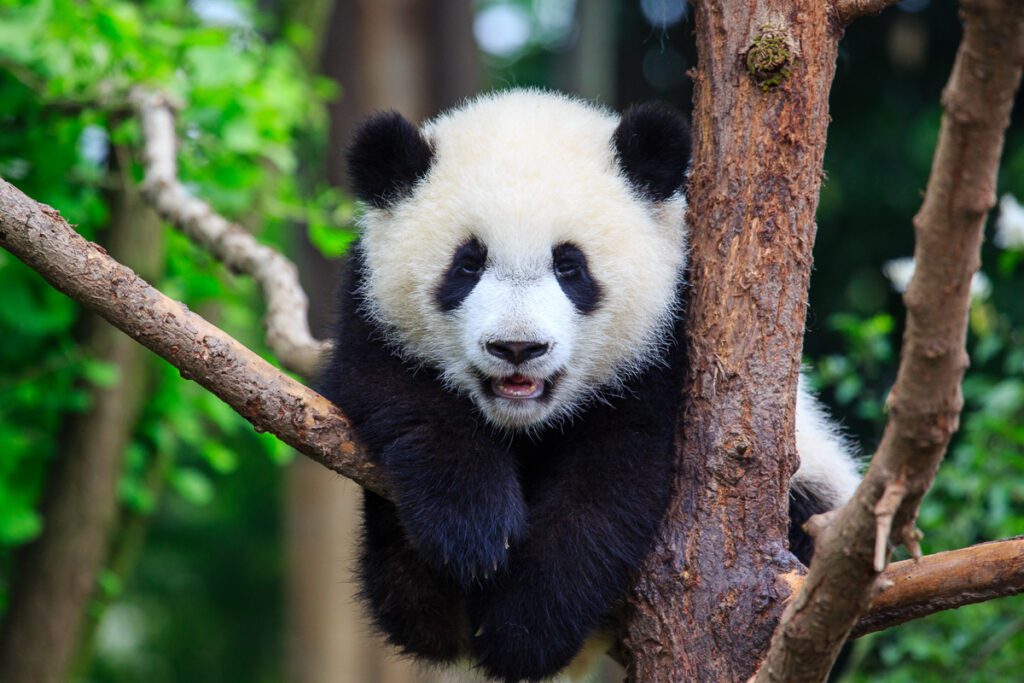 Wild China Photo Workshop