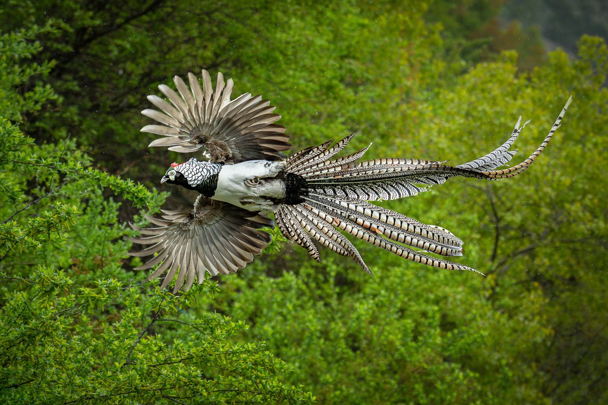 Wild China Photo Workshop Sichuan