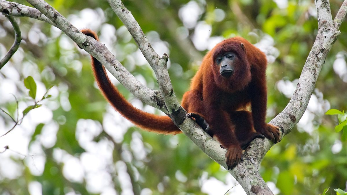 Colorful Colombia Landscape and Wildlife Photo Workshop Colorful Colombia Landscape and Wildlife Photo Workshop
