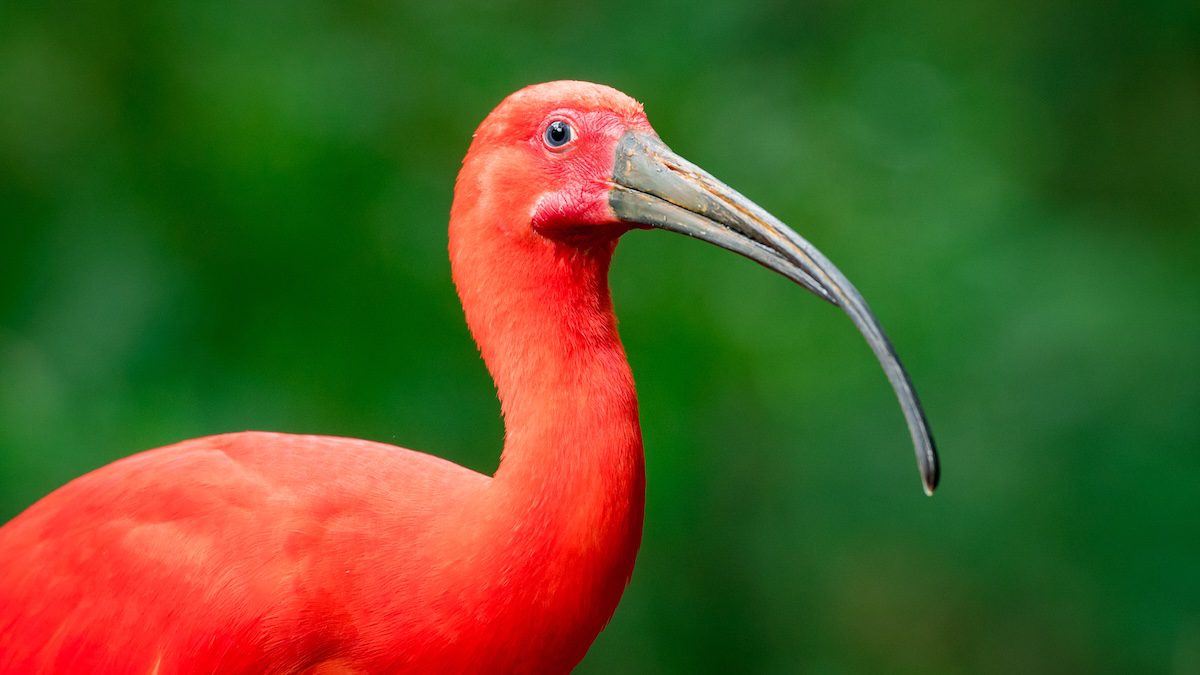 Colorful Colombia Landscape and Wildlife Photo Workshop Colorful Colombia Landscape and Wildlife Photo Workshop