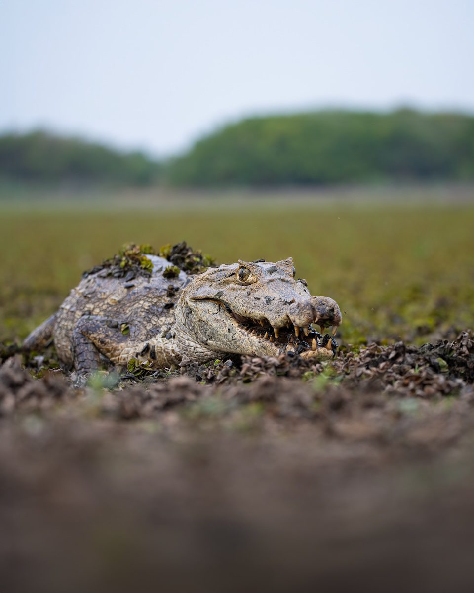 Colorful Colombia Landscape and Wildlife Photo Workshop Colorful Colombia Landscape and Wildlife Photo Workshop