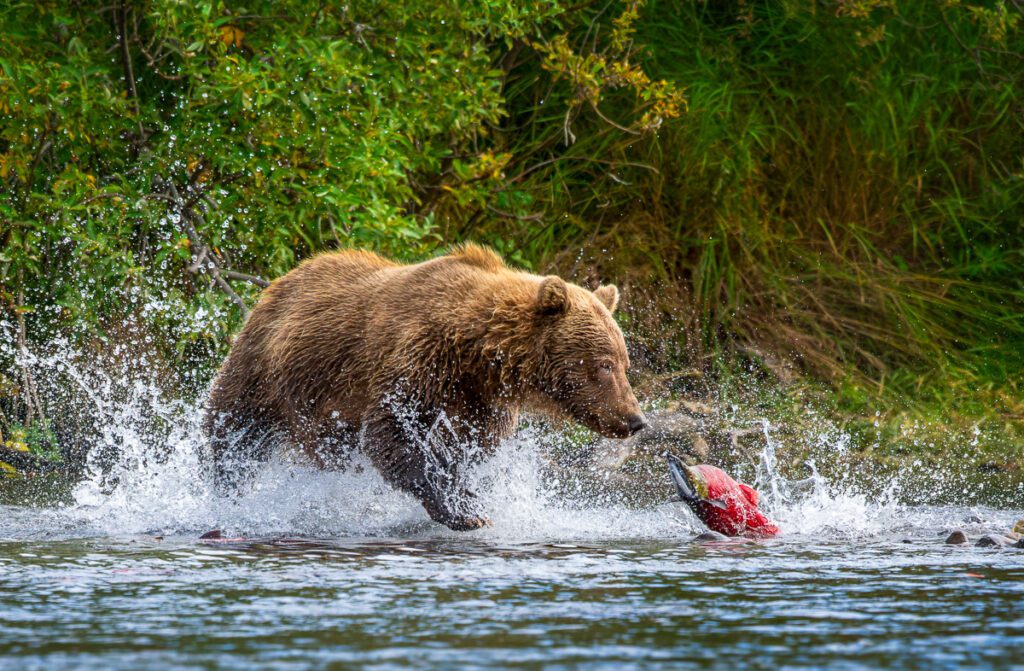 Alaska Bears and Red Salmon Photo Workshop