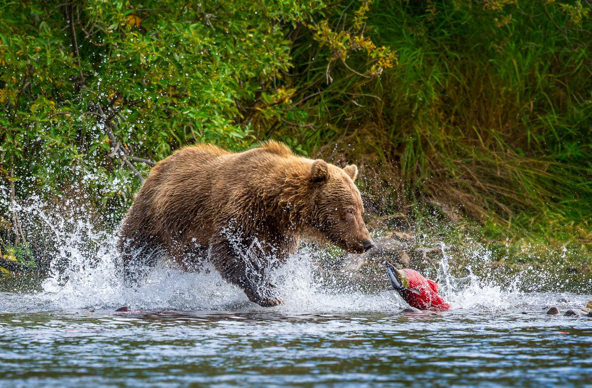 Alaska Bears and Red Salmon Photo Workshop