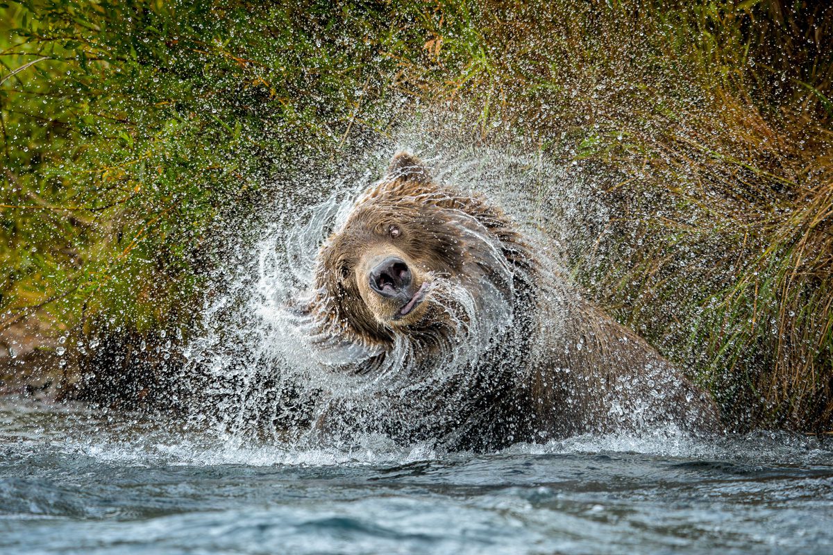 Alaska Bears and Red Salmon Photo Workshop