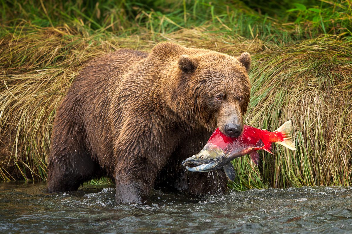 Alaska Bears and Red Salmon Photo Workshop