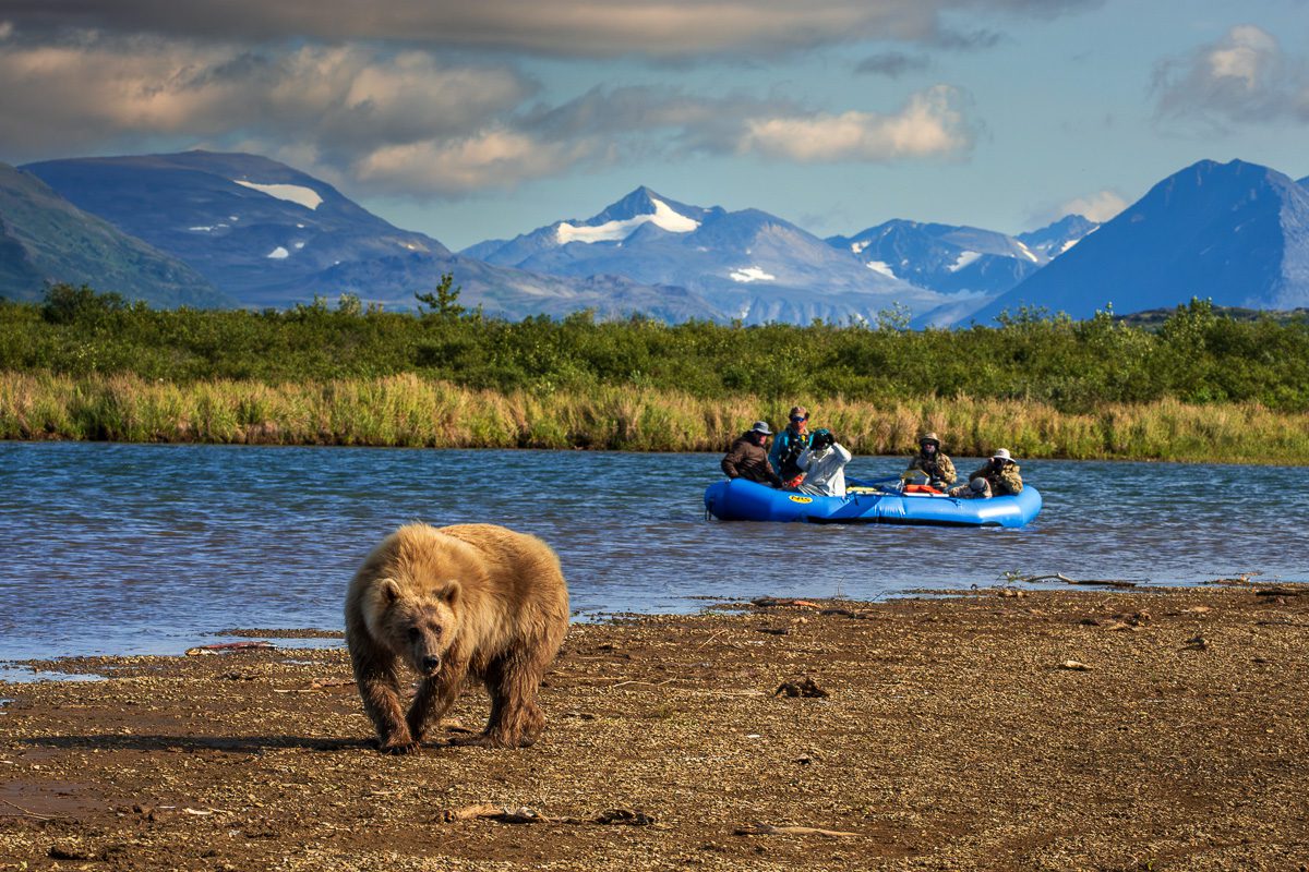 Alaska Bears and Red Salmon Photo Workshop