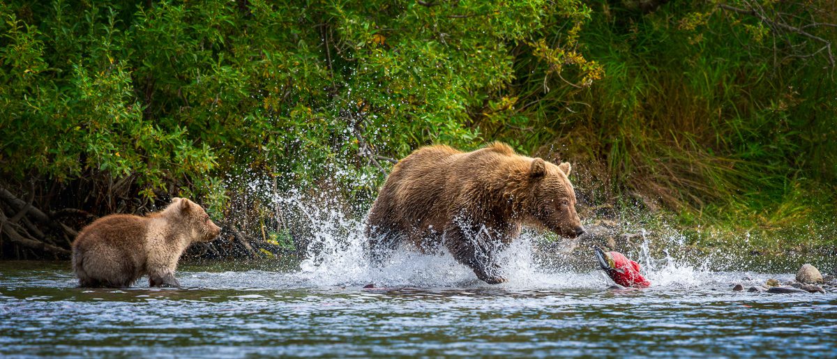 Alaska Bears and Red Salmon Photo Workshop
