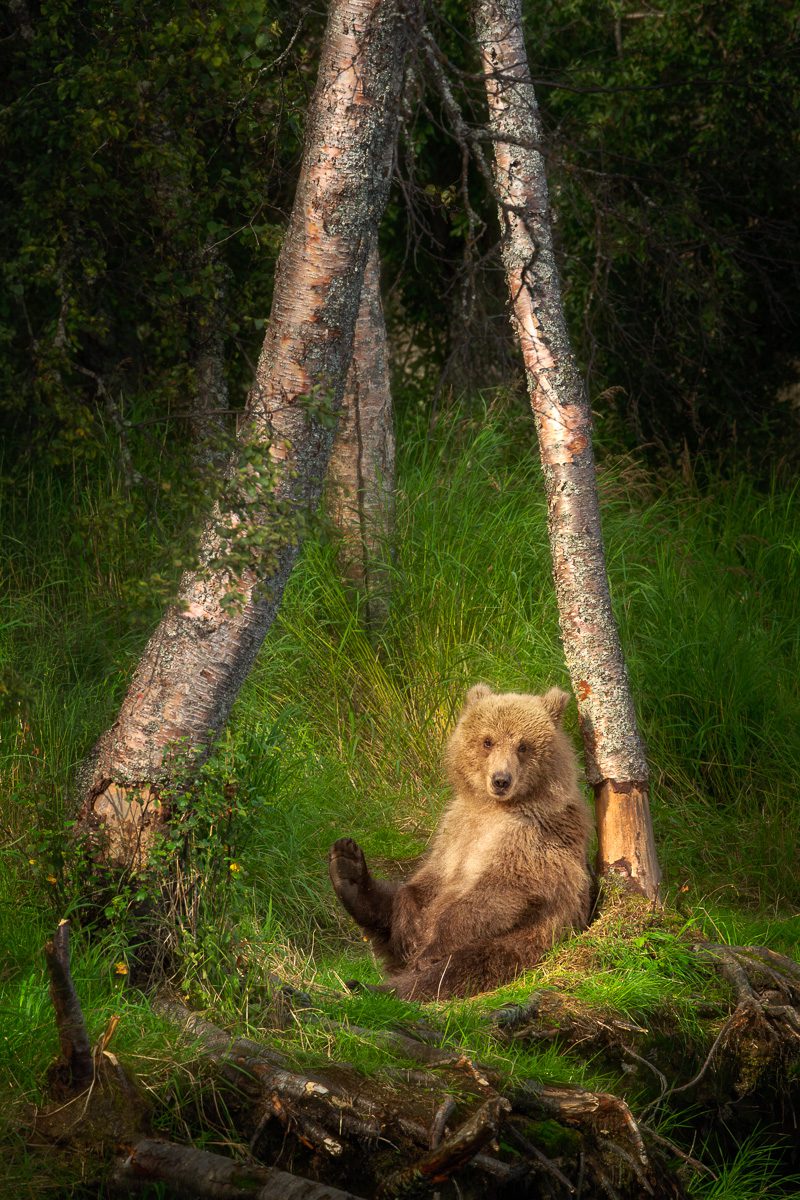 Alaska Bears and Red Salmon Photo Workshop