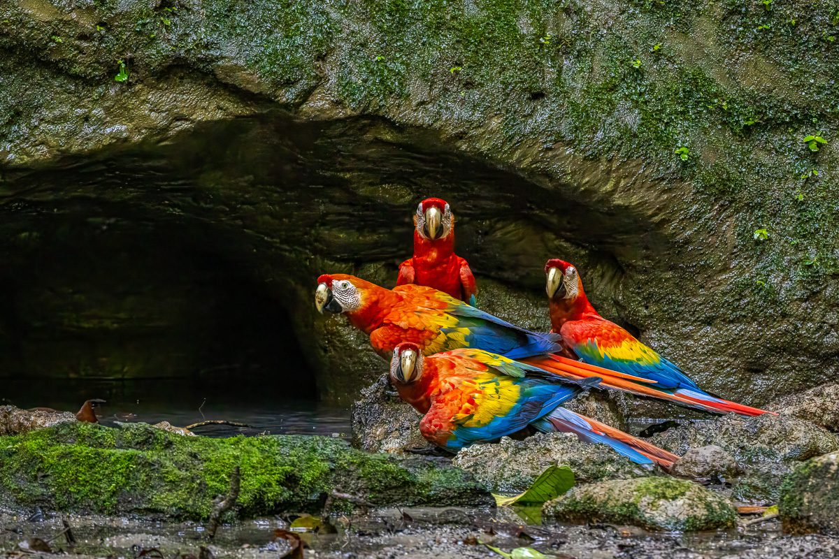 From Amazon to Andes Ecuador Tropical Birds Photo Workshop