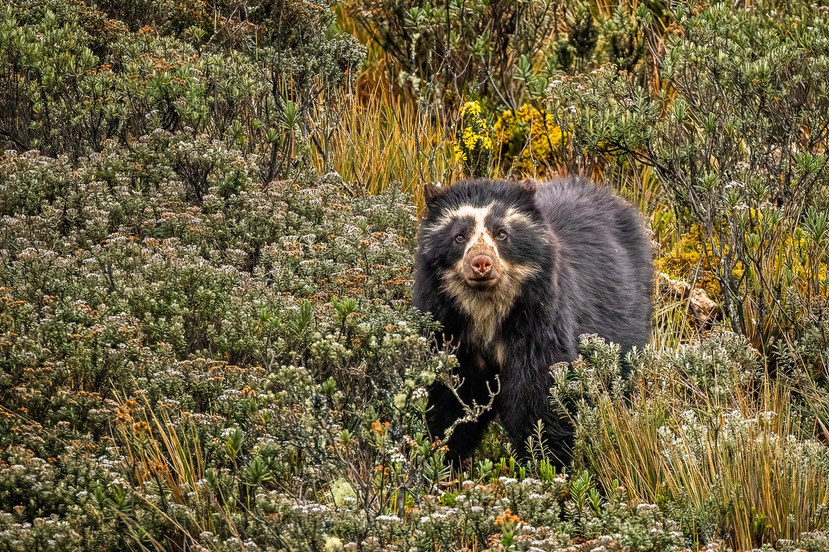 From Amazon to Andes Ecuador Tropical Birds Photo Workshop