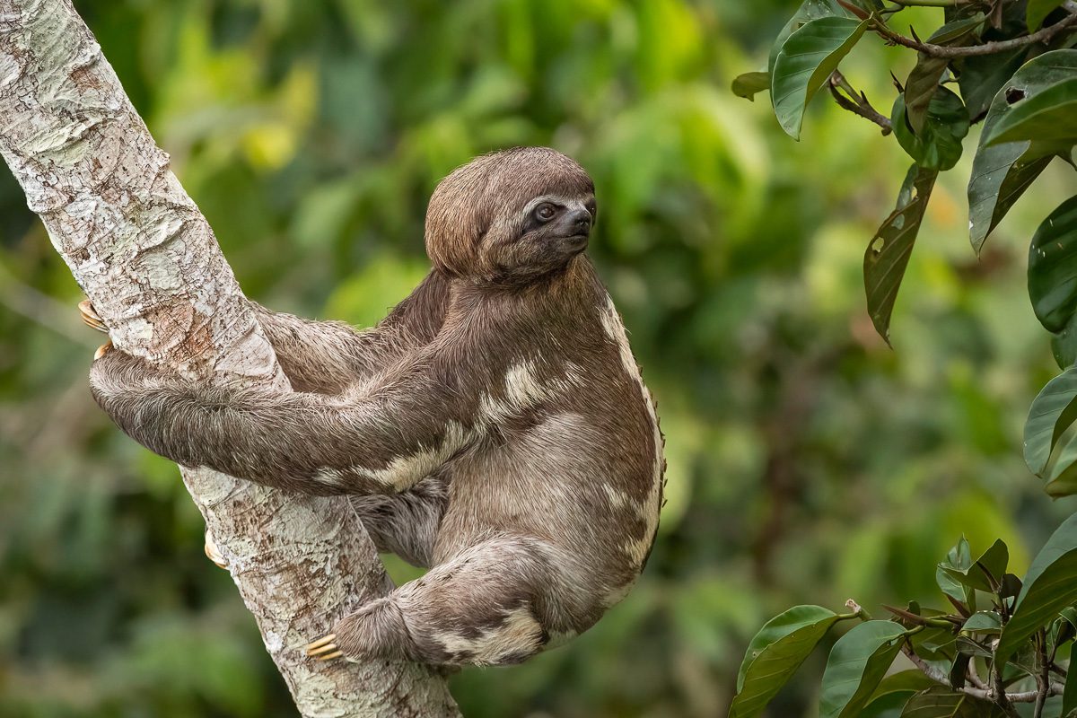 From Amazon to Andes Ecuador Tropical Birds Photo Workshop