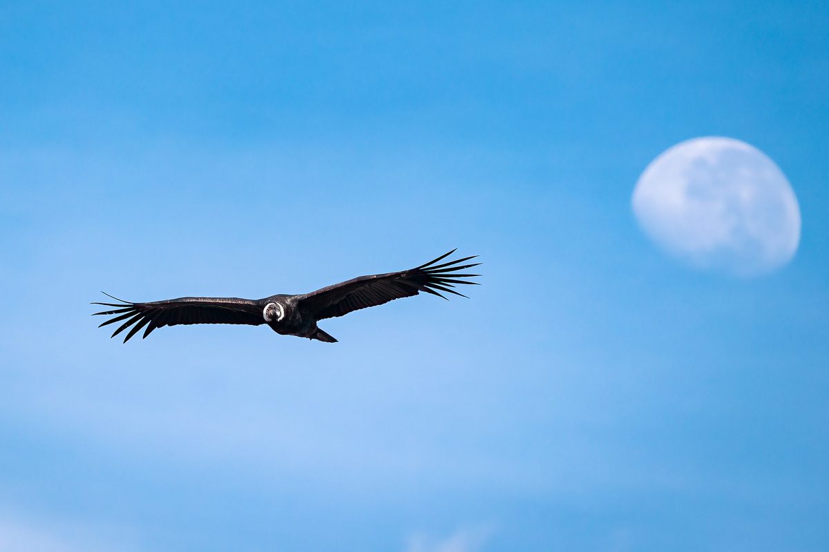 From Amazon to Andes Ecuador Tropical Birds Photo Workshop