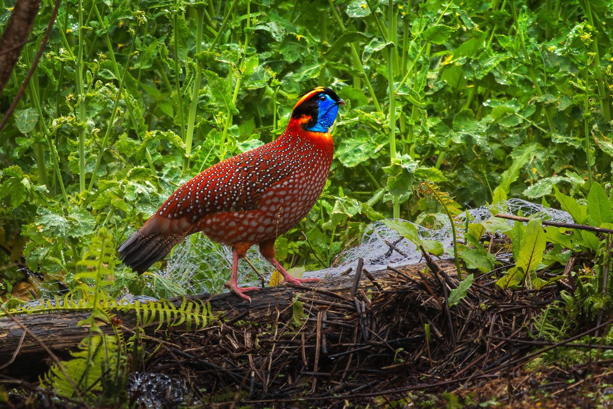 Wild China Photo Workshop Sichuan