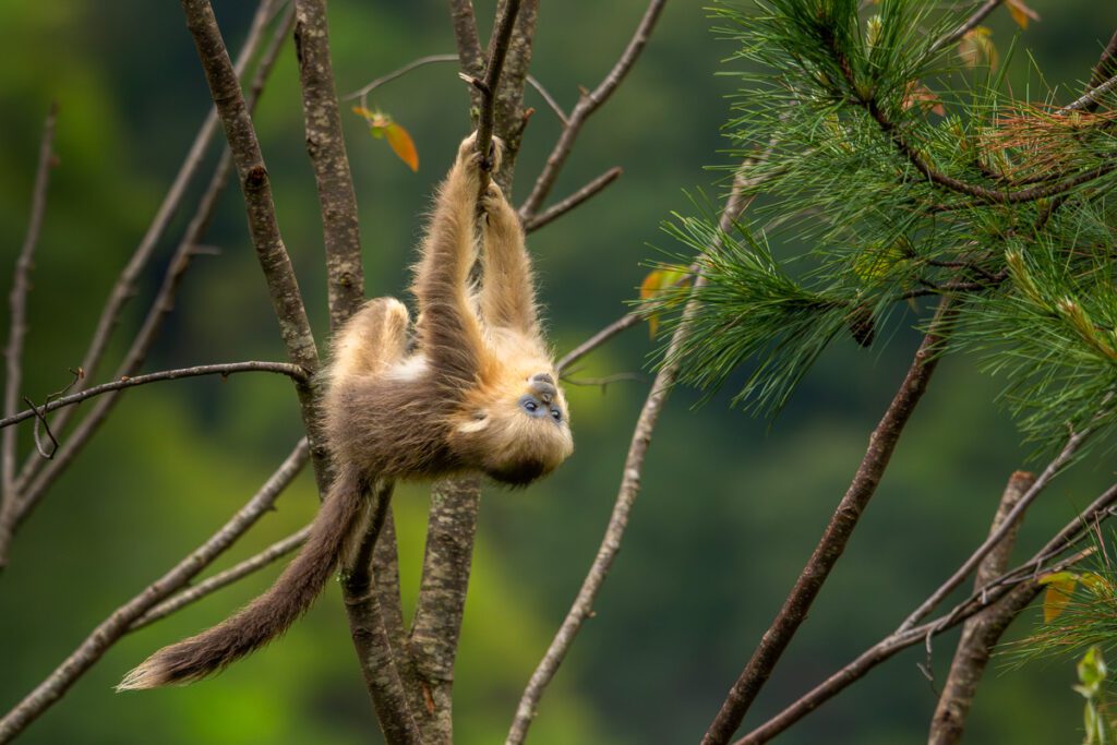 Wild China Photo Workshop Sichuan
