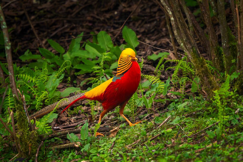 Wild China Photo Workshop Sichuan