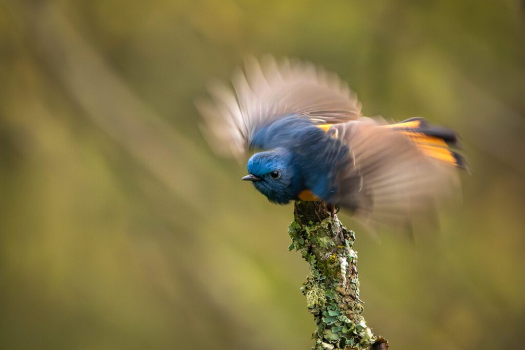 Wild China Photo Workshop Sichuan