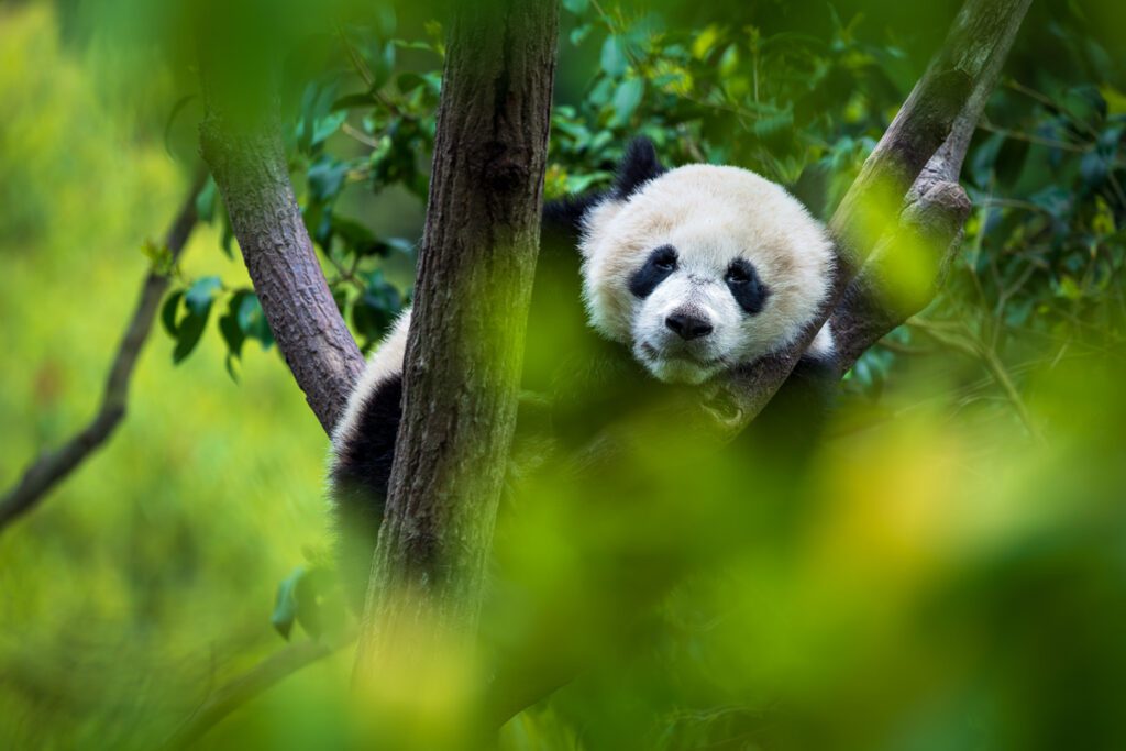 Wild China Photo Workshop Sichuan