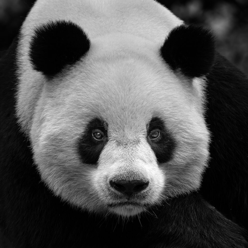 Wild China Photo Workshop Sichuan
